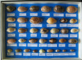 /products/cypraeidae-set-35/